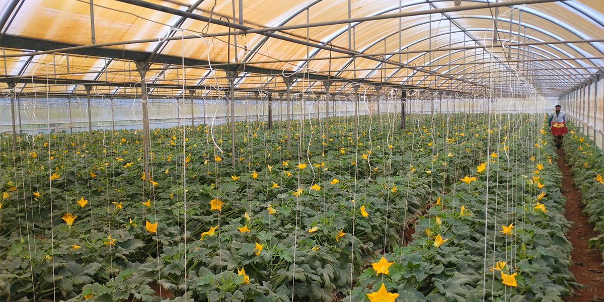 Zucchino: incremento di produzione dal 15 al 30% con Croptimum di CHV